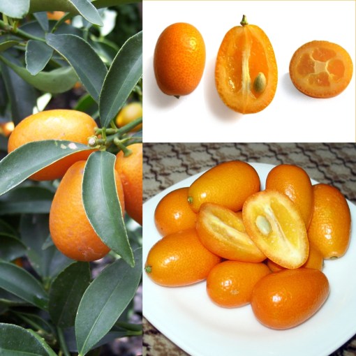 laranja kinkan