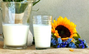 leite-de-semente-de-girassol-rejuvenesce-e-acalma-3