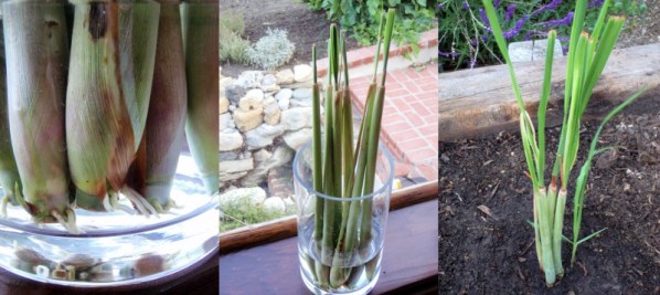 erva-cidreira-800x358