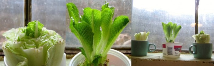 almace-romana-replantar-800x247