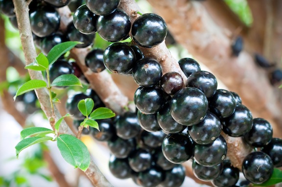 02-jaboticaba-jpg