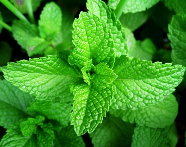 9eb5773284fc86041969778c773e7790